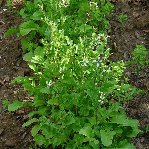 Arugula