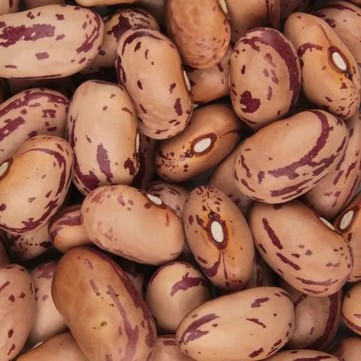 Borlotti bean