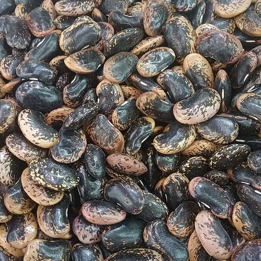 Cannellini bean