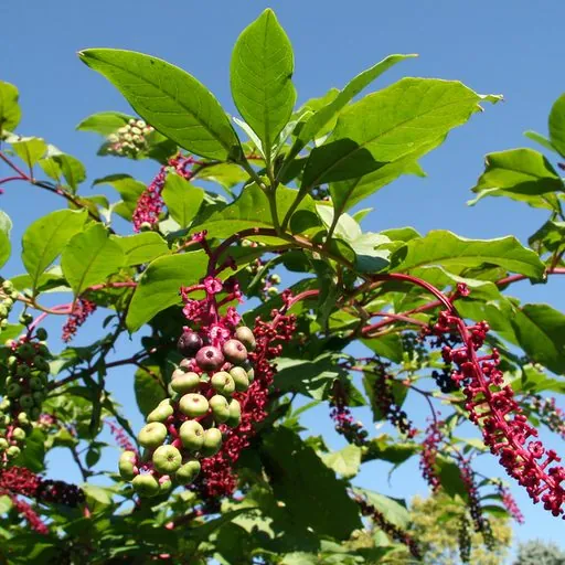 Cayenne