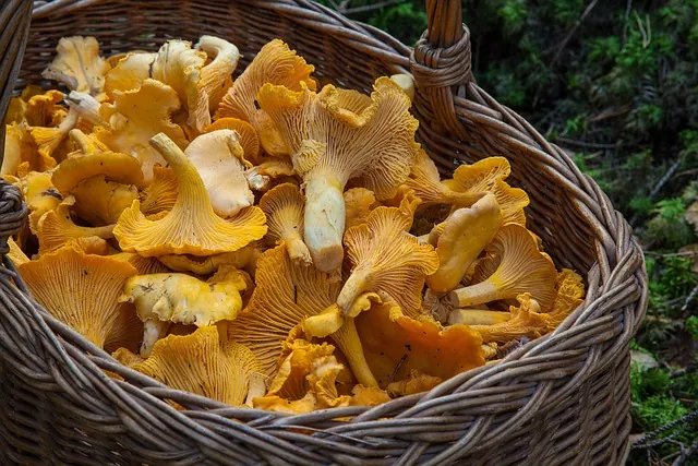 Girolle