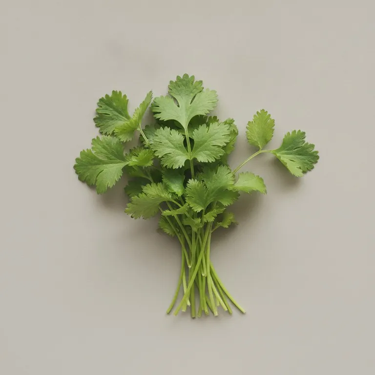 Cilantro