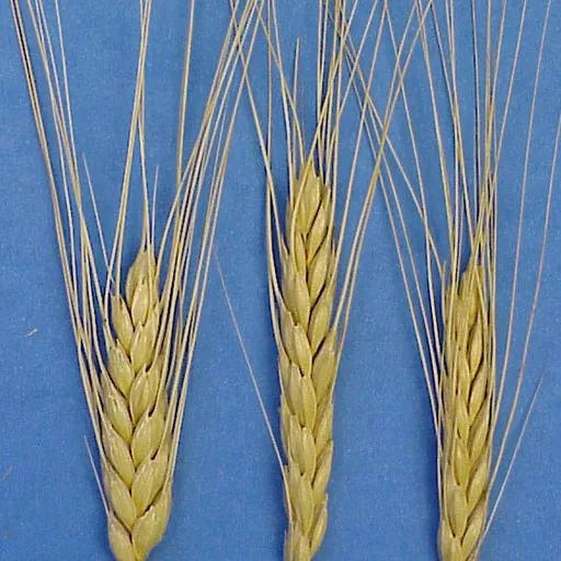 Farro