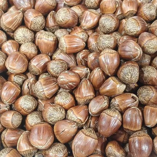 Hazelnut