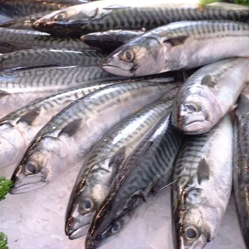 Mackerel