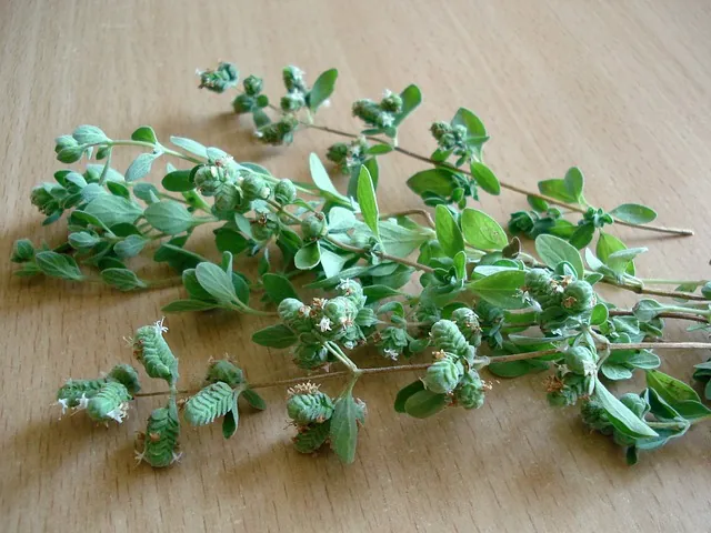 Oregano