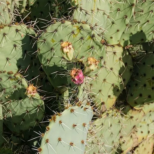 Prickly pear