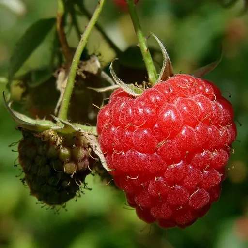 Raspberry