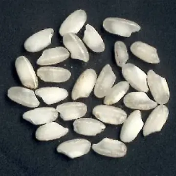 Arborio rice