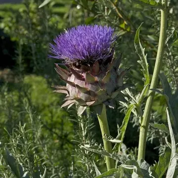 Artichoke