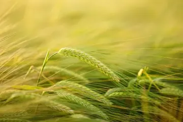 Barley
