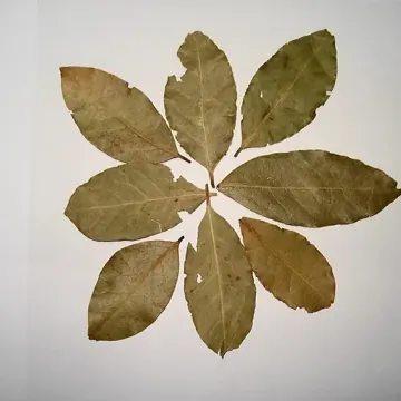 Bay leaf