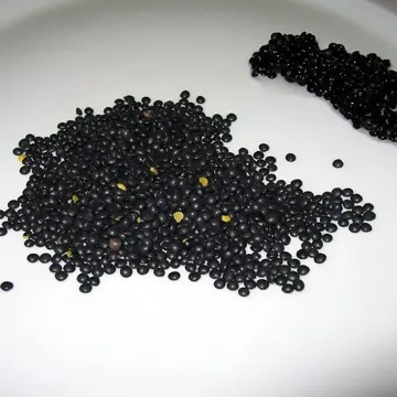 Beluga lentil