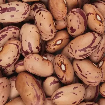 Borlotti bean
