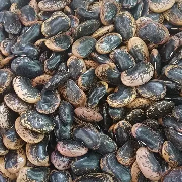 Cannellini bean