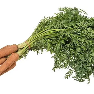 Carrot