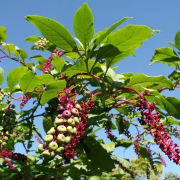 Cayenne