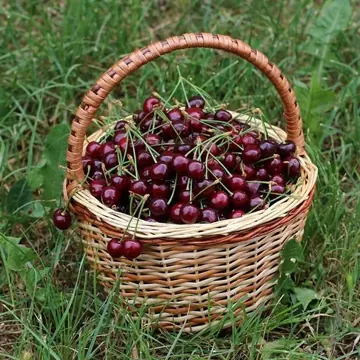 Cherry