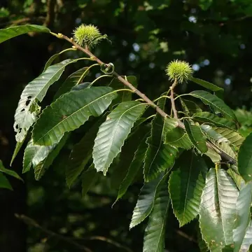 Chestnut