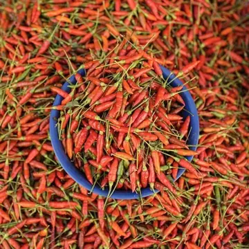 Chili pepper