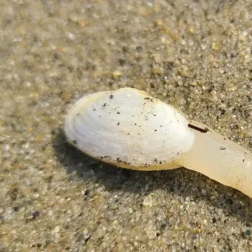 Clam