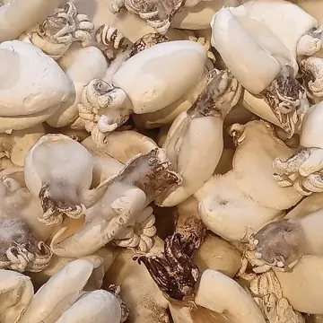 Cuttlefish