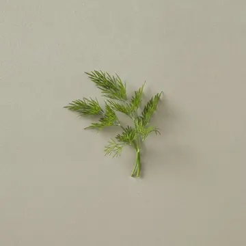Dill