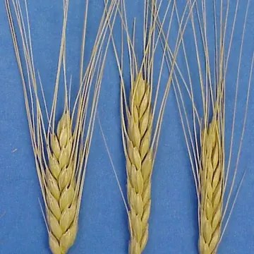 Farro