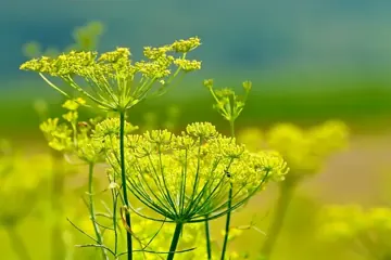Fennel fronds