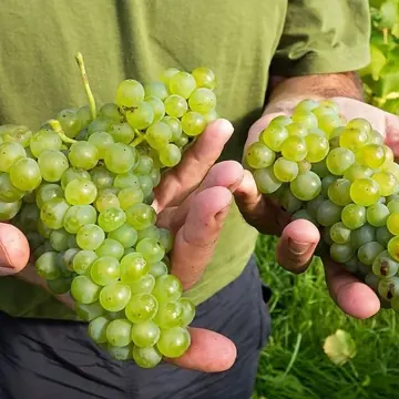 Grape
