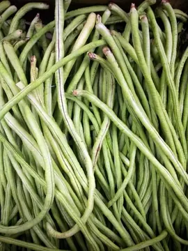 Green bean