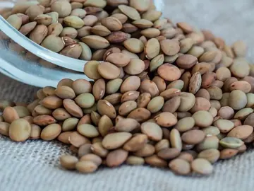 Green lentil