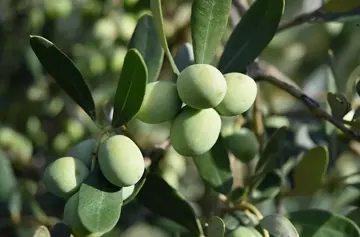 Green olive