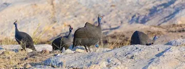 Guinea fowl