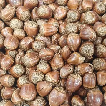 Hazelnut