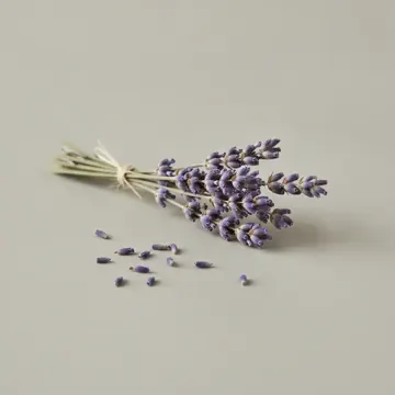 Lavanda