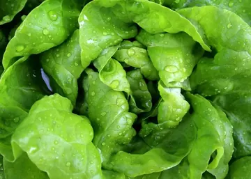Lettuce