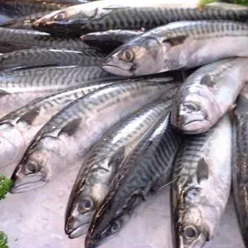 Mackerel