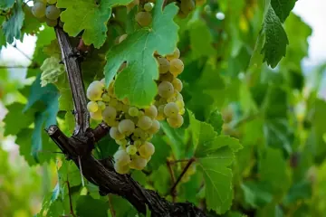 Muscat