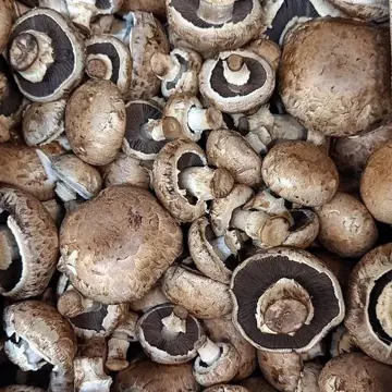 Button mushroom
