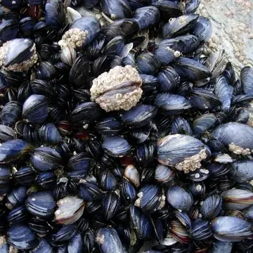 Mussel