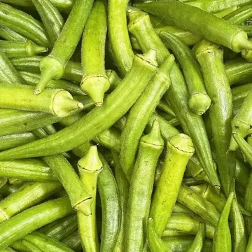 Okra