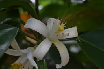 Orange blossom water