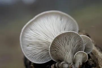 Oyster mushroom