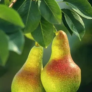 Pear