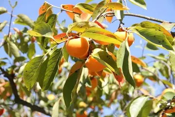 Persimmon