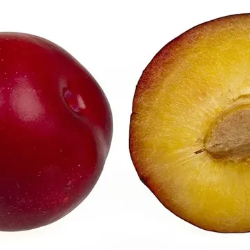 Plum