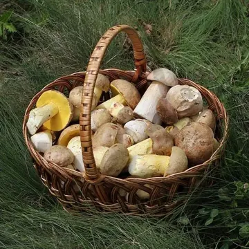 Porcini