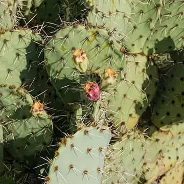 Prickly pear