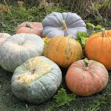 Pumpkin
